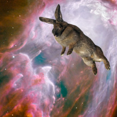 Rabbit Trance 1