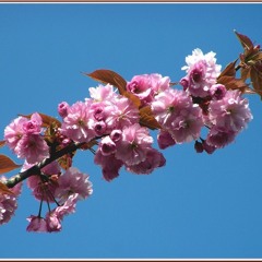 Petit déjeuner sous un Cerisier du Japon