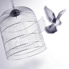 Freedom's Not Waiting