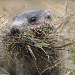 mal rasée la marmotte!electro techno mix by jaz100non marmotek