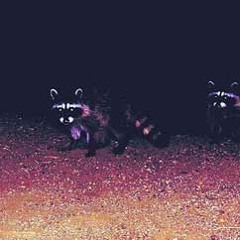 le raton laveur est essentiellement nocturne