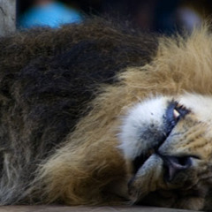 I dont know why (master)