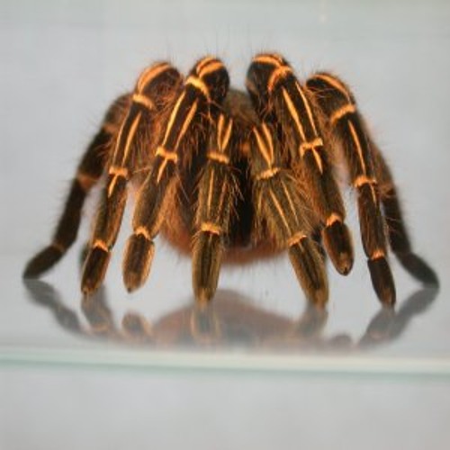 Delirious Spiderbrain