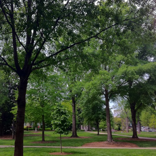 String Quartet in Modes- Dorian