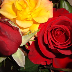 İĞBİRAR ÇİÇEĞİ