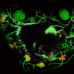 From a Seyfert (pt.1)