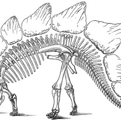 Stegasaurus - catmando