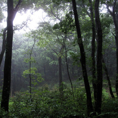 Sayama Rain 1 / Bird in the background of Light Rain at Totoro's Forest 雨の早朝