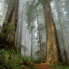 Forrest - In Essence UNMASTERED