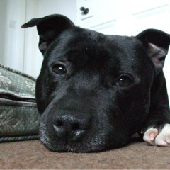 Irritated Staffordshire Bull Terrier