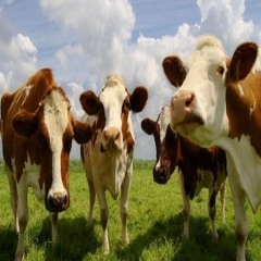 The Cattle of My Life
