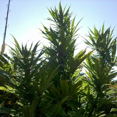 surfers up with the blunt !