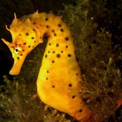 Seahorse Paternity Test (feat Jenni Potts)