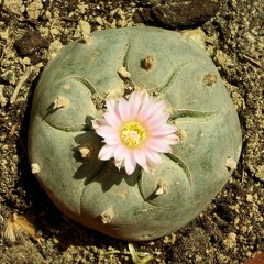 Benvindas sejam! (Virginia Woolf e Elke Maravilha)