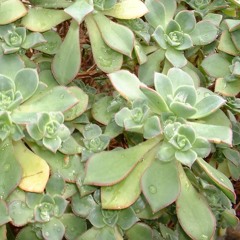 Perfect Blue "Sunshine"