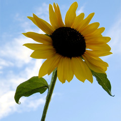 drapbeatz - minimalou