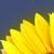 Artwork for Um girassol da cor do seu cabelo - Lô Borges (fe pinatti re-edit)