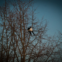 CC33 - Blue Baby Blue