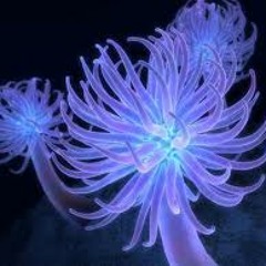 Sea Anenome