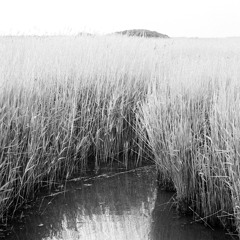 Field Recording: Snape Maltings Reed Beds and Aldeburgh Sea