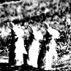 Lepufology 101 (Demo)