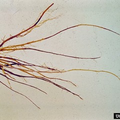 Blood Roots (Available on http://www.cdbaby.com/cd/stizreth2)