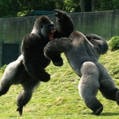 30H!3 vs Kid Cudi vs Lil Wayne [Joey Reihing Mashup feat. Tommy Stanton]