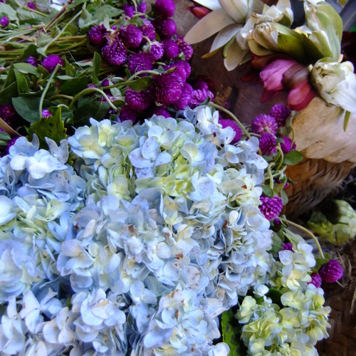 Stream Honey Bee (Zee Avi cover) by Ella Aura Listen online for free