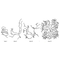 Axon