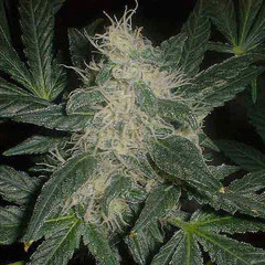I like to smoke marijuana