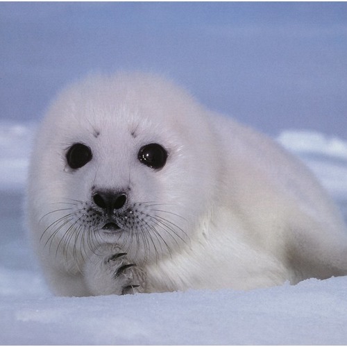 Seal Lullaby (Wind Symphony Transcription)