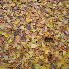 Nikach et ze kacha (we'll take it as it comes)