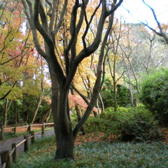 Bediyuk camoni (just like me)