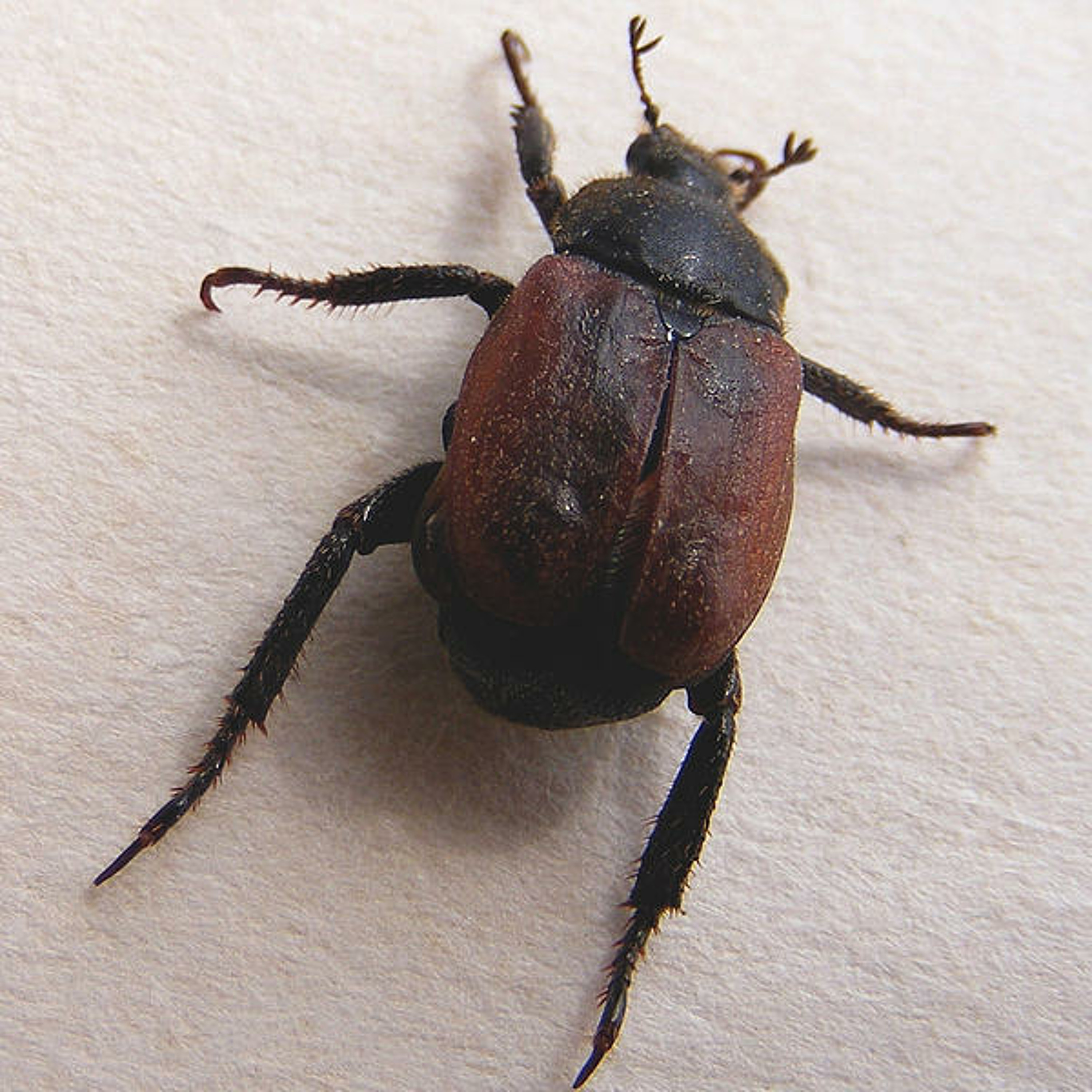 Sodderpot - June Bug episode artwork