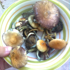 Xikwri neyrra - Tierra de Shamanes