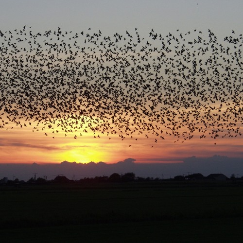 Flock Of Birds
