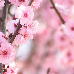 Pretty little things