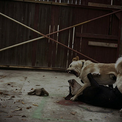 Rex's Blues ("Quest for Fire", Hollow Mountain Records, 2008)