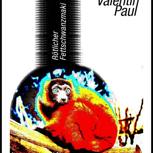 Valentin Paul - Rötlicher Fettschwanzmaki