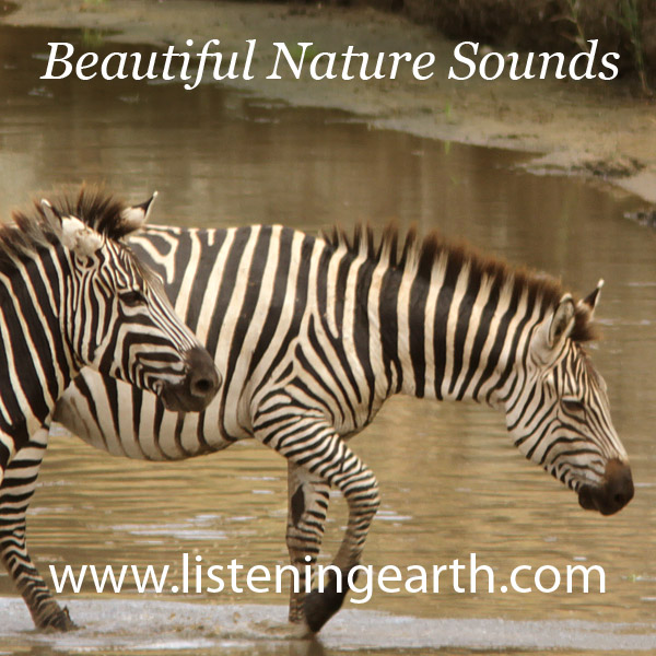 Herd of Zebra at the Tarangire River, Tanzania
