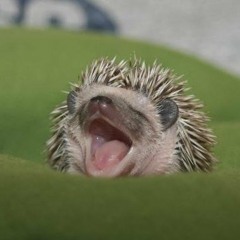 Gimme Shelter (Rolling Stones Cover)