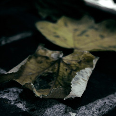 Roof Light + birds of passage - A Year's Worth of Leaves in Your Heart