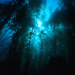 Seabat - Asleep Under Water (Live at Skylab)