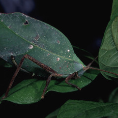 Katydids-frogs-ExplorNapo-short