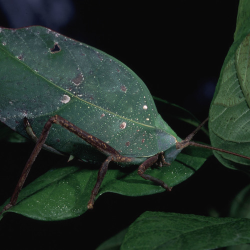 Katydids-frogs-ExplorNapo-short