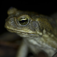 Cane Toad  - Bufo marinus