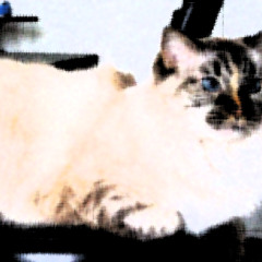 Meet The Misfits : Delylah