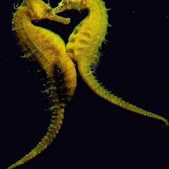 Something About Seahorses by Iron Clad Giant & Catnip and Claws