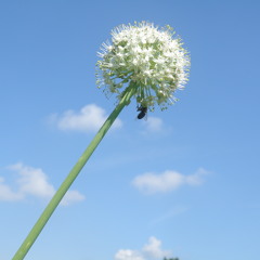 20.000 Meilen (Xavier Naidoo cover)