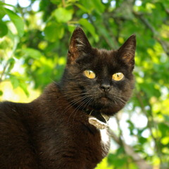 Till minne utav Molly (mobilinspelning)